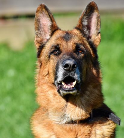 Senior Dog Cancer: Signs, Prevention, and Treatment from a Veterinarian in St. Charles